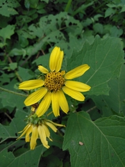 Smallanthus maculatus