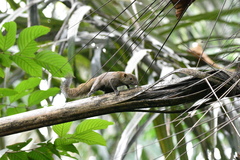 Callosciurus
