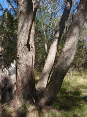 Eucalyptus acaciiformis