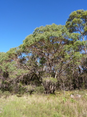 Eucalyptus acaciiformis