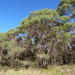 Eucalyptus acaciiformis - Photo (c) Dean Nicolle, some rights reserved (CC BY-NC), uploaded by Dean Nicolle