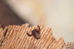 Pseudoscorpiones