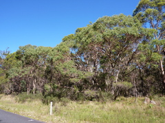 Eucalyptus acaciiformis