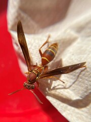Polistes bellicosus