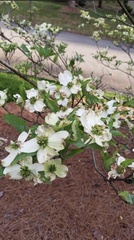 Cornus florida