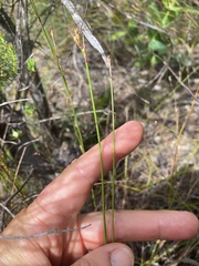 Tricostularia pauciflora