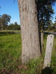 Eucalyptus longifolia