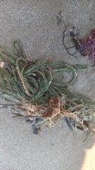 Caulerpa brownii