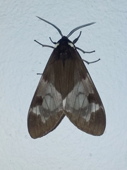 Dysschema