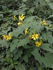 Smallanthus maculatus