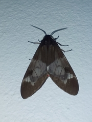 Dysschema