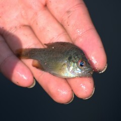 Lepomis miniatus