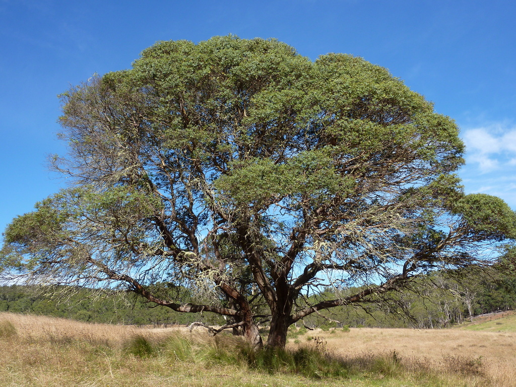 Small-leaved Gum