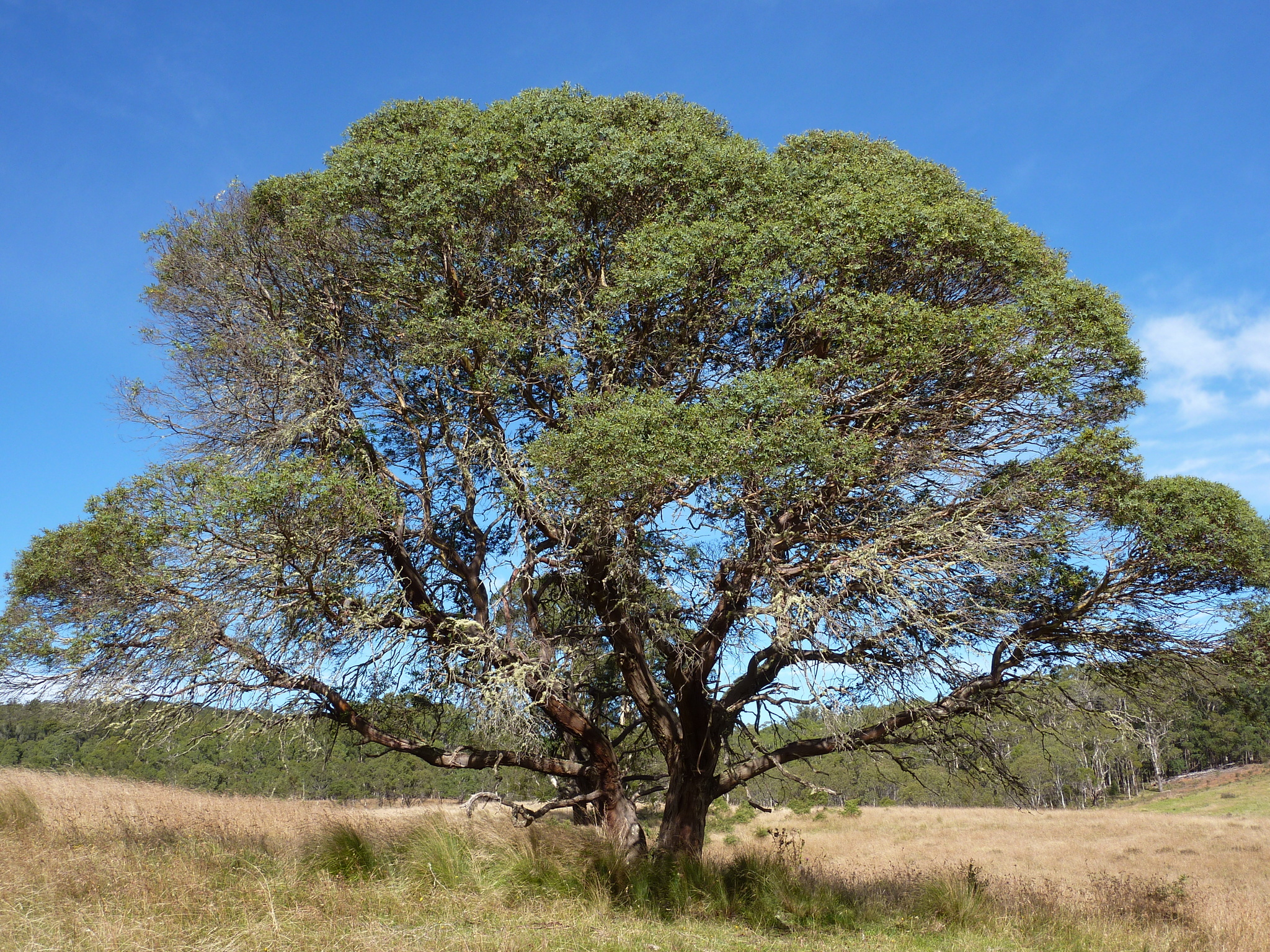 Eucalyptus parvula