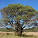 Eucalyptus parvula - Photo (c) Dean Nicolle, algunos derechos reservados (CC BY-NC), subido por Dean Nicolle