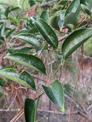 Smilax smallii