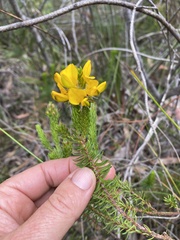 Phyllota phylicoides