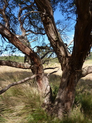 Eucalyptus parvula