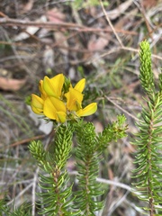 Phyllota phylicoides
