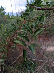 Smilax smallii