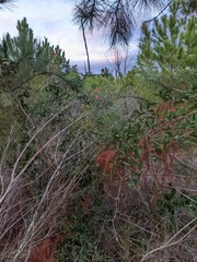 Smilax smallii