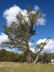 Eucalyptus stellulata