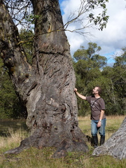 Eucalyptus stellulata