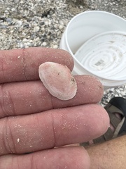 Tellinidae