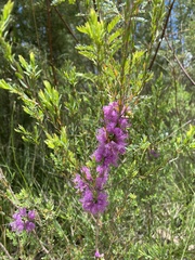 Melaleuca thymifolia