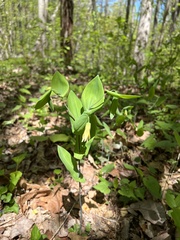 Uvularia perfoliata