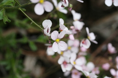 Diplopeltis huegelii