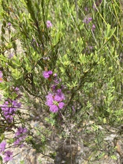 Melaleuca thymifolia