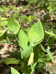 Uvularia perfoliata