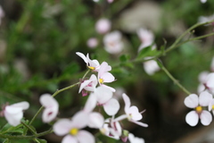 Diplopeltis huegelii