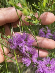 Melaleuca thymifolia