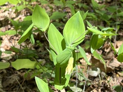 Uvularia perfoliata