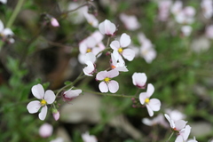 Diplopeltis huegelii