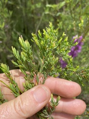 Melaleuca thymifolia