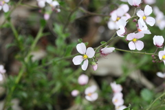 Diplopeltis huegelii