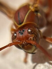 Polistes bellicosus