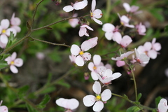 Diplopeltis huegelii