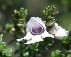 Prostanthera cuneata
