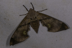 Daphnusa ocellaris