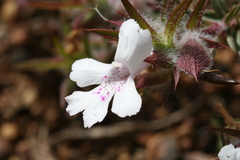 Hemiandra pungens
