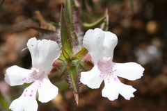 Hemiandra pungens