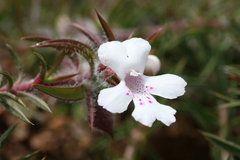 Hemiandra pungens