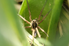 Aglaoctenus oblongus