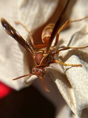 Polistes bellicosus