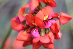 Kennedia coccinea