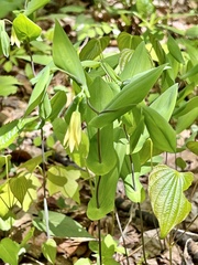 Uvularia perfoliata